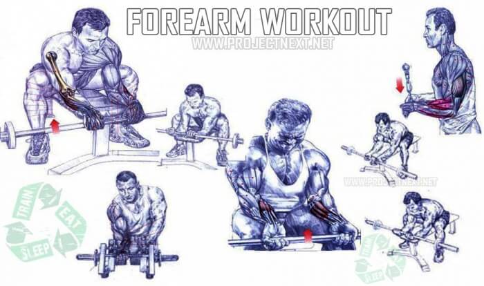forearm gym exercises